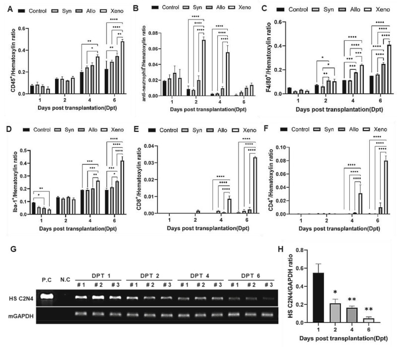 圖2：移植的異種NSC在免疫功能正常的C57BL/6小鼠紋狀體中的免疫應(yīng)答和持久性。