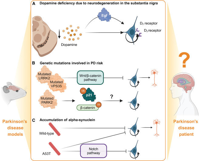 圖4：影響成人神經發生的帕金森病病理特征
