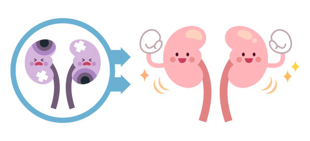 干細(xì)胞療法能讓腎臟再生嗎？科學(xué)真相與臨床進(jìn)展