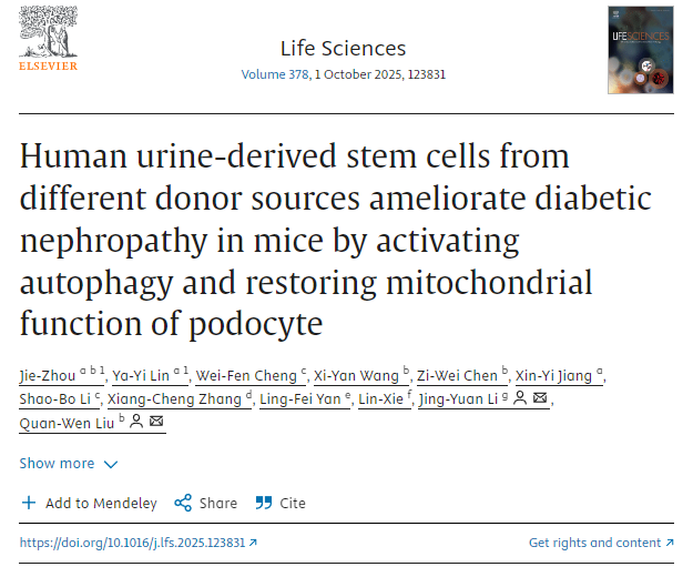 不同供體來源的人尿干細胞通過激活自噬和恢復足細胞線粒體功能改善小鼠糖尿病腎病