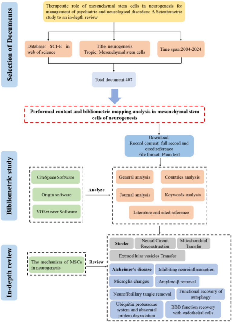 圖1：間充質干細胞在神經發生方面的研究工作流程