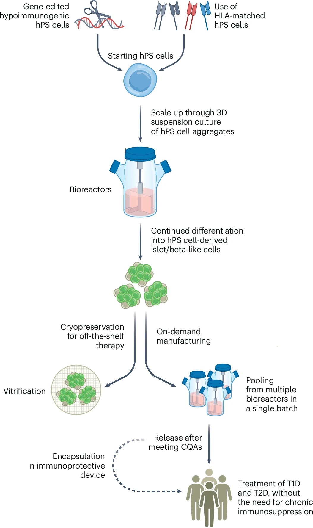 圖3：hPS細胞衍生的胰島/β樣細胞療法的設想制造過程。