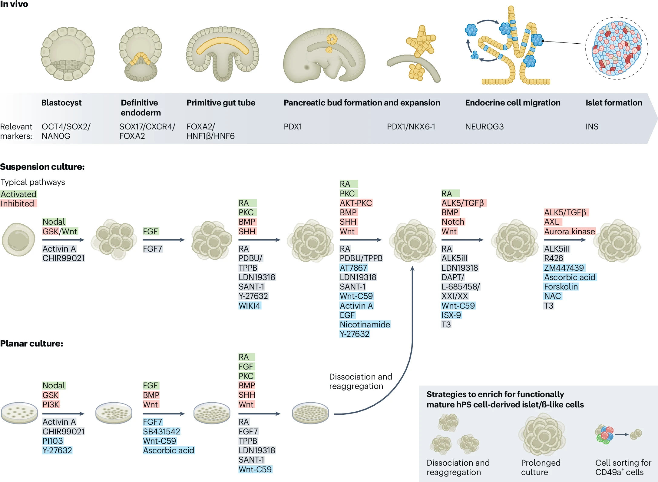 圖1：生成hPS細胞衍生的胰島/β樣細胞的最新協議進展。