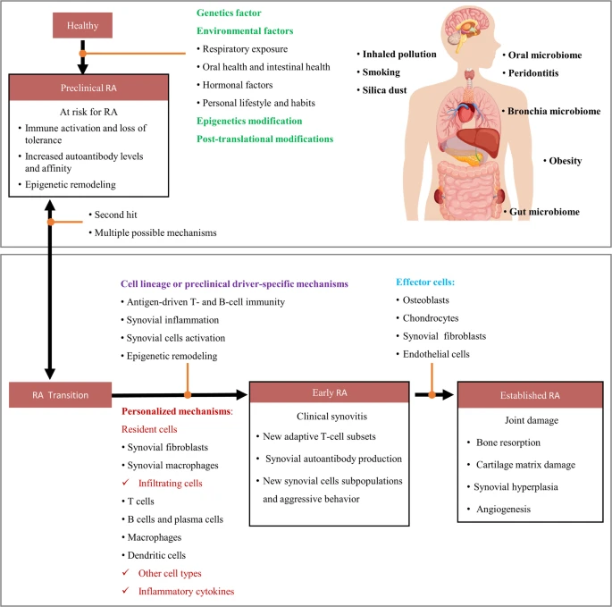 圖2：類風濕性關節炎的發生和發展。