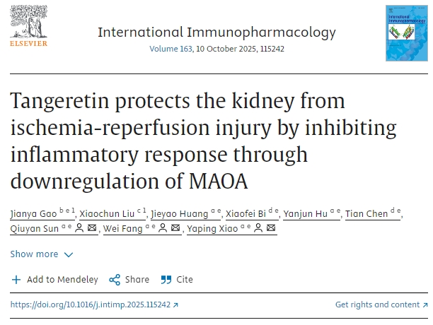 橘皮素通過下調MAOA抑制炎癥反應，保護腎臟免受缺血再灌注損傷