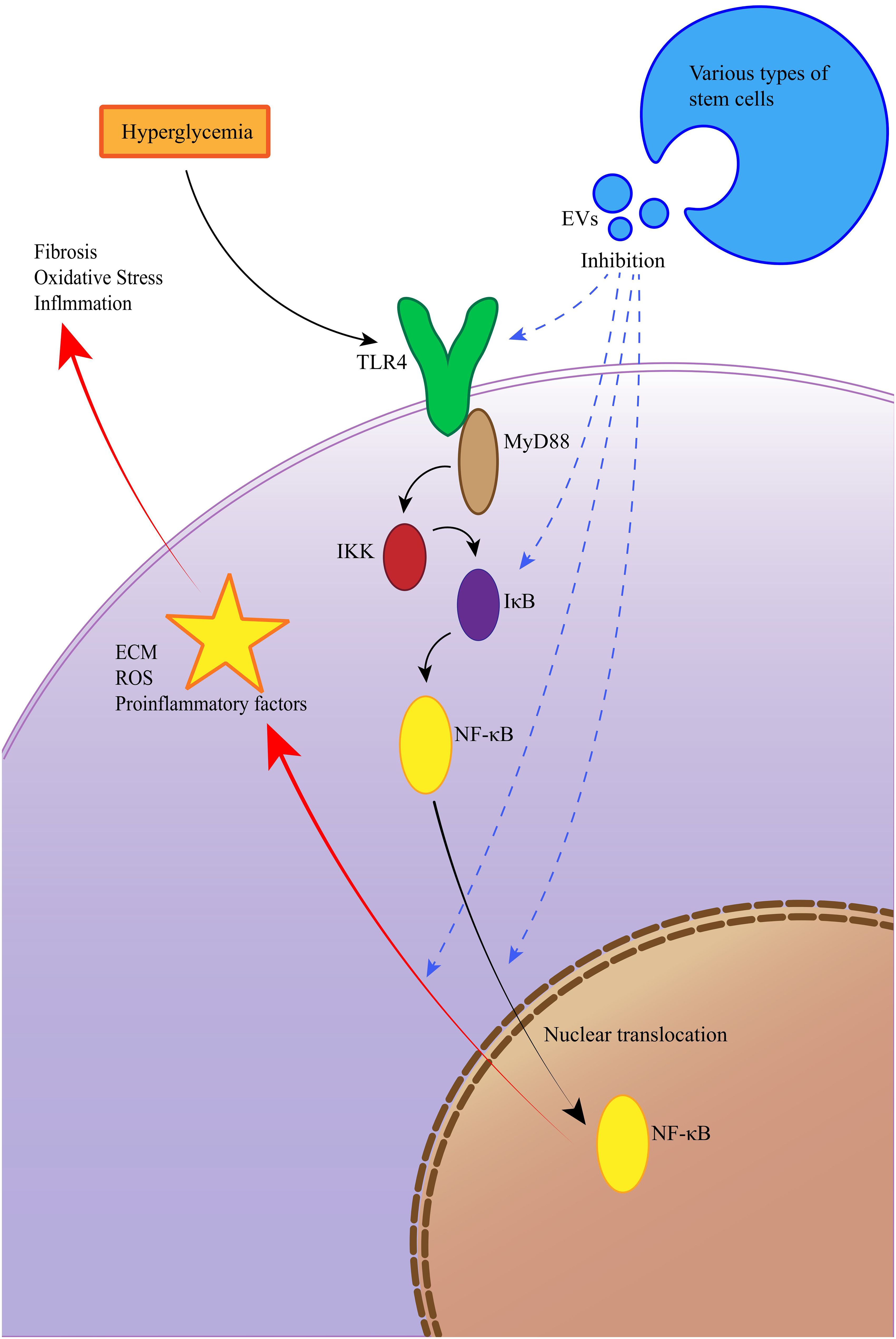 圖10：EV通過(guò)抑制TLR4/NF-κB信號(hào)通路改善糖尿病腎病