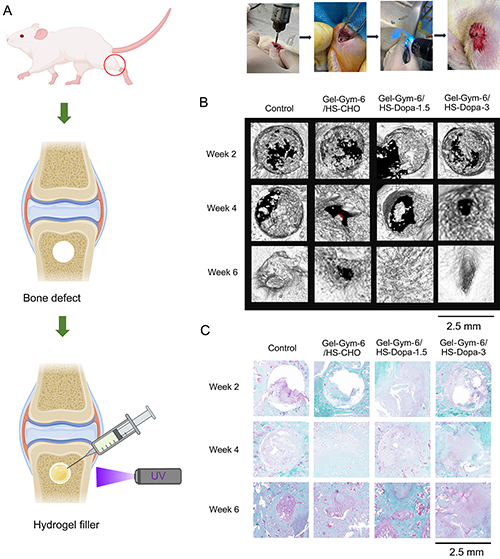Gel-Gym/HS-Dopa水凝膠用于骨損傷治療的實驗結(jié)果