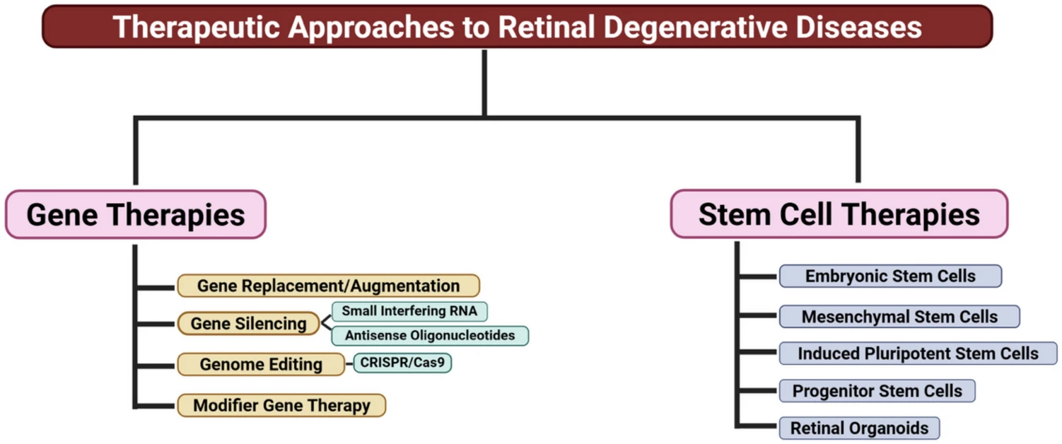 圖1：視網膜退行性疾病潛在治療方法流程圖