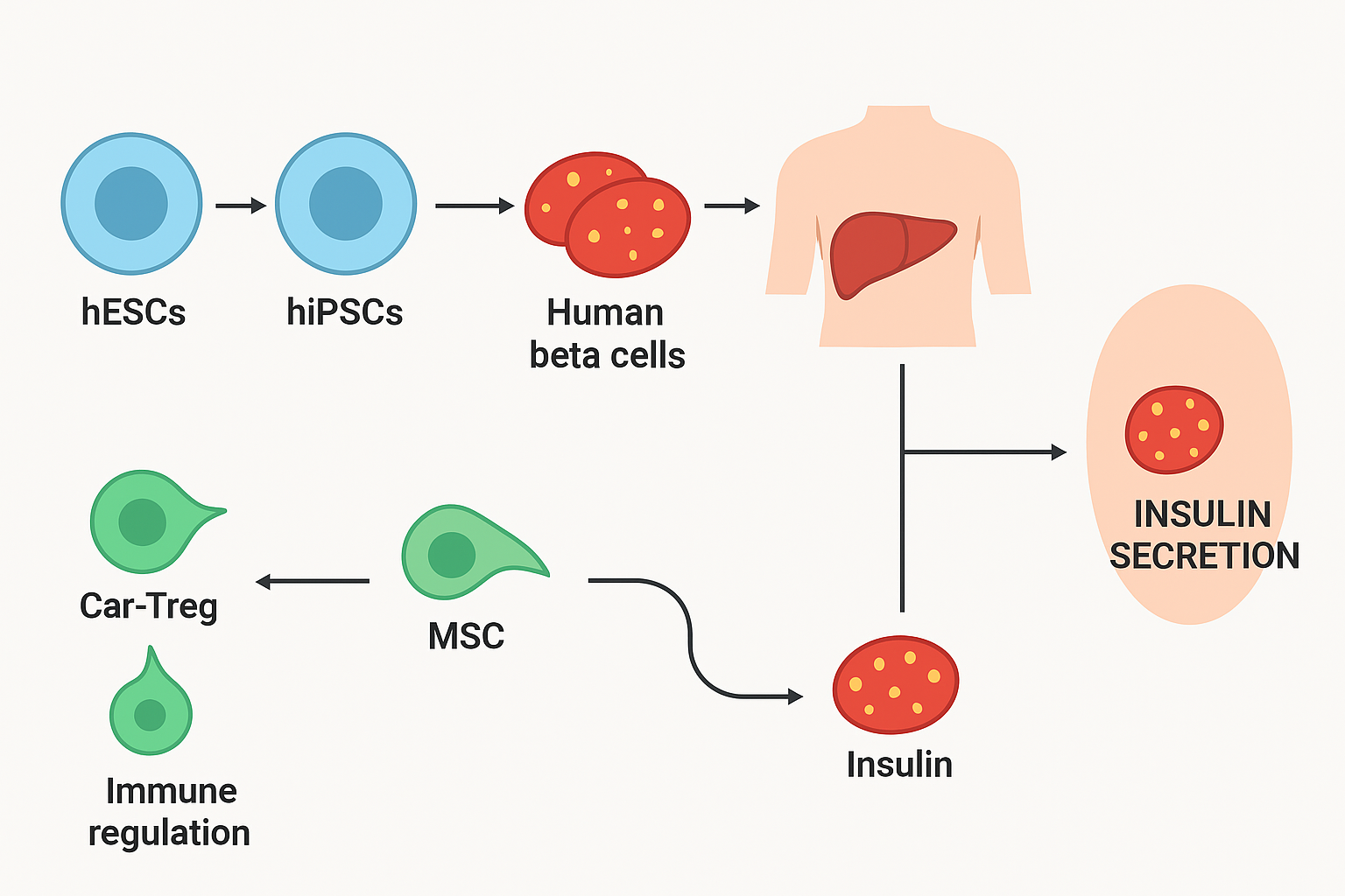 新研究有望終結(jié)胰島素注射！《糖尿病研究雜志》：干細(xì)胞療法可功能性治愈1型糖尿病