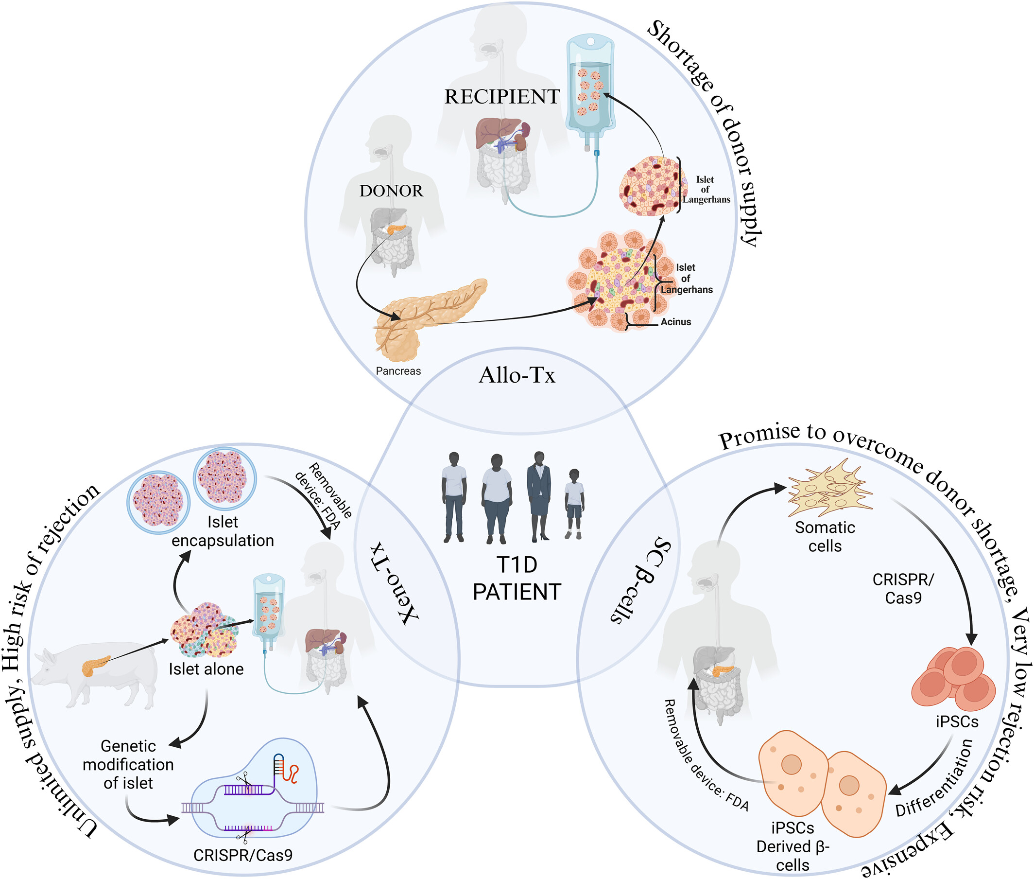 圖1：1型糖尿病 (T1D) 中胰島β細(xì)胞替代的可能細(xì)胞和分子策略。