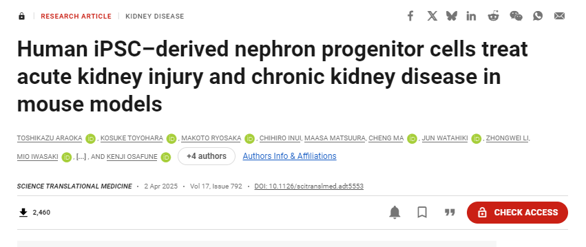 人類iPSC衍生的腎元祖細胞在小鼠模型中治療急性腎損傷和慢性腎病