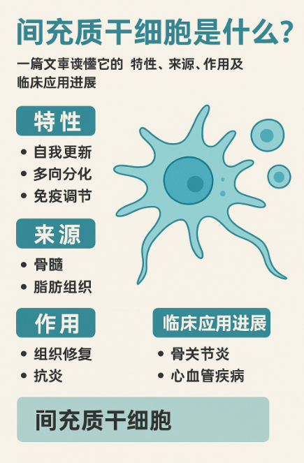 間充質干細胞是什么？一篇文章讀懂它的特性、來源、作用及臨床應用進展