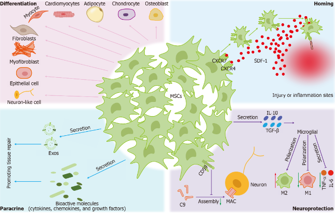 圖2：間充質(zhì)干細胞的治療機制。