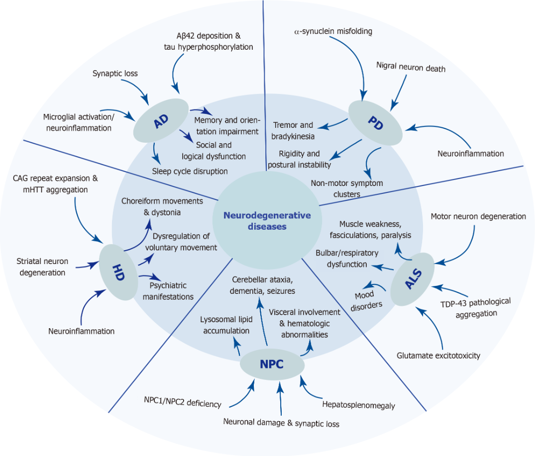 圖1：五種神經(jīng)退行性疾病的發(fā)病機制和臨床表現(xiàn)。 該圖總結(jié)了五種神經(jīng)退行性疾病復(fù)雜的病因和表型譜。