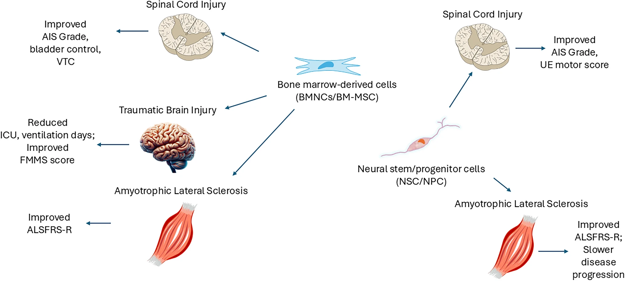 圖2：骨髓有核細胞和骨髓間充質細胞在神經創傷和神經退行性疾病中的潛在治療效果