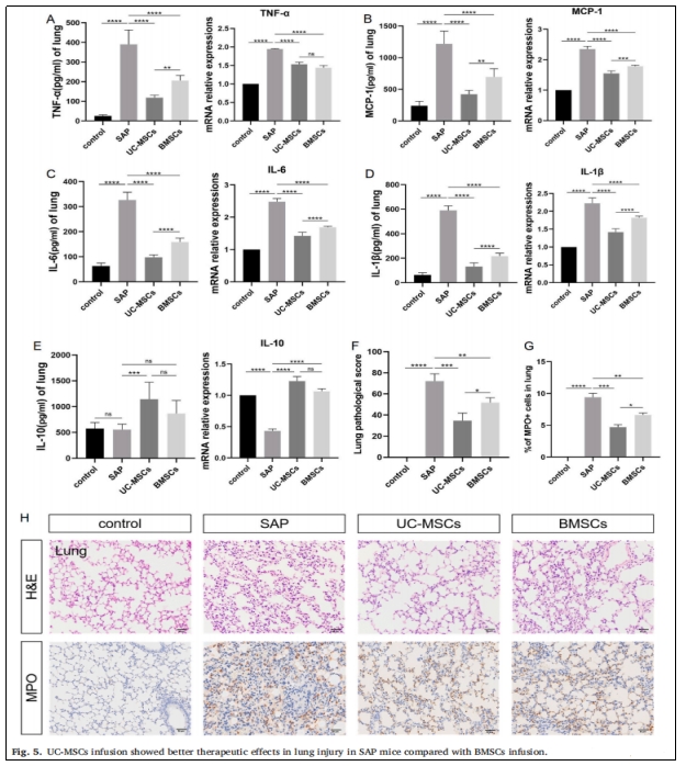 圖5：UC-MSCs輸注對SAP小鼠肺損傷的治療效果優于BMSCs輸注。