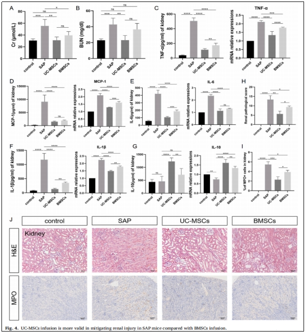 圖4：UC-MSCs輸注較BMSCs輸注更能有效減輕SAP小鼠的腎臟損傷。