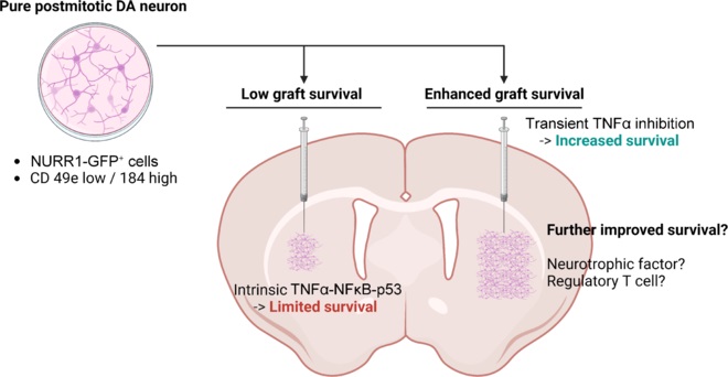 圖1：本文探討了提高移植后經(jīng)NURR1驅(qū)動(dòng)的GFP表達(dá)或基于CD49e和CD184標(biāo)記分離純化的有絲分裂后多巴胺能神經(jīng)元體內(nèi)存活率的策略。