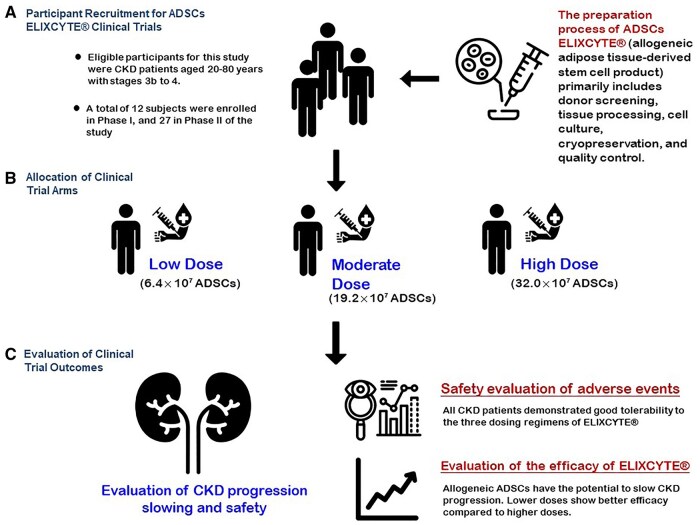 該圖文摘要總結(jié)了ELIXCYTE臨床試驗(yàn)，重點(diǎn)介紹了慢性腎臟病（CKD）患者的招募、異體脂肪干細(xì)胞（ADSCs）低劑量、中劑量和高劑量組的分配以及療效評(píng)估。試驗(yàn)證實(shí)了良好的安全性，延緩了CKD的進(jìn)展，并在較低劑量下顯示出更佳的療效，凸顯了ELIXCYTE在CKD治療中的治療潛力。